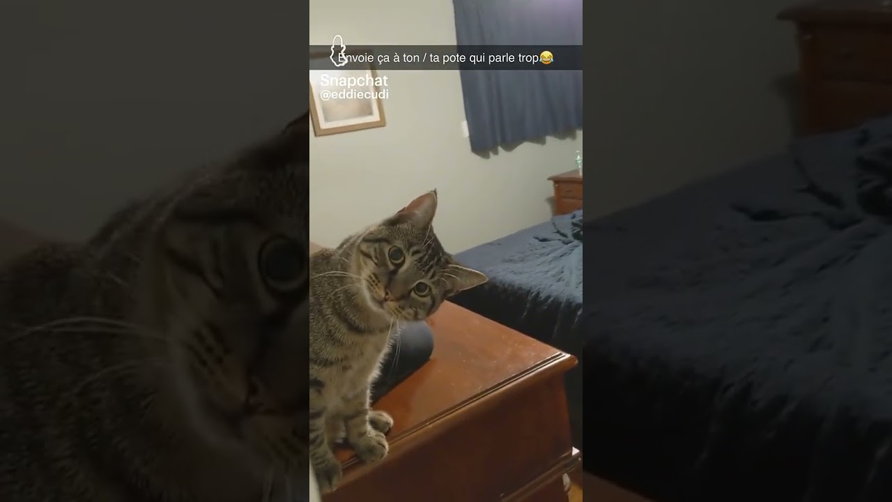 Chat rebelle dit 'ta gueule' à son maître 🐱