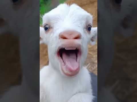 tiktok et humour #tiktok #humour #video #short #videodrole #tiktokdrole #funnyvideo #rire