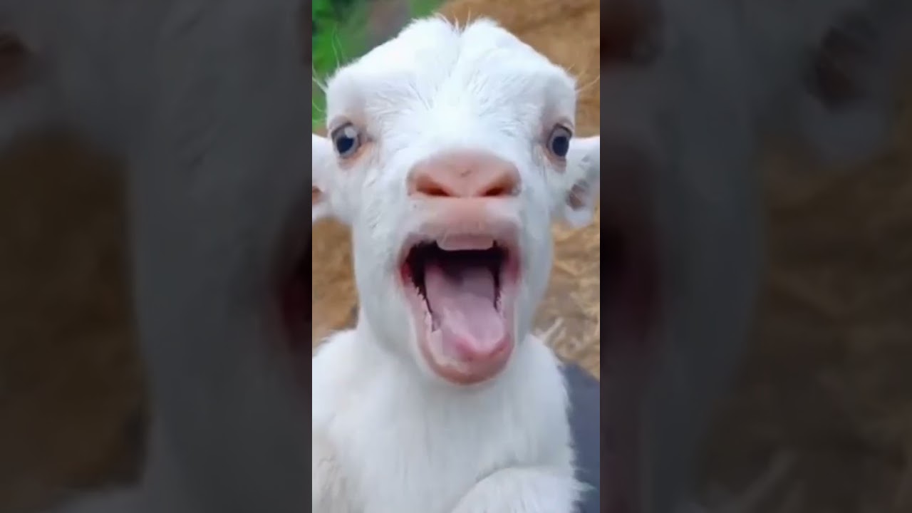 TikTok Humor Compilation 😂