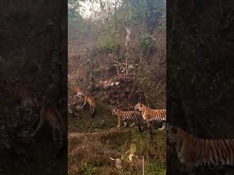 Kabini Tiger Family Reunion π