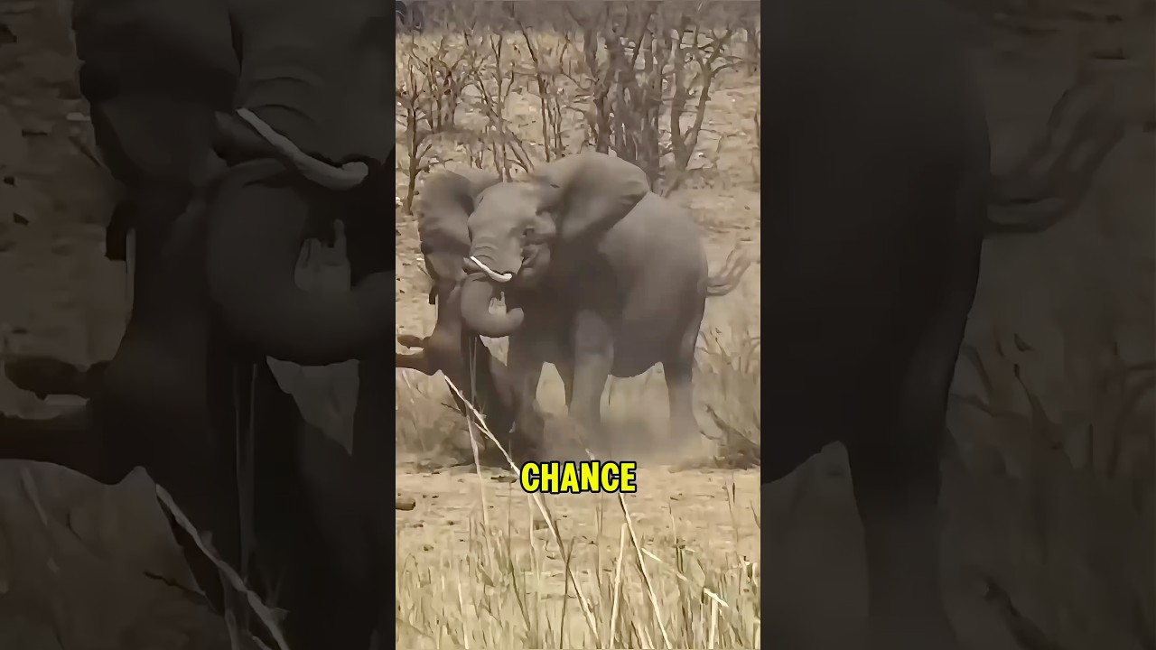 Elephant's Revenge on Buffalo ๐