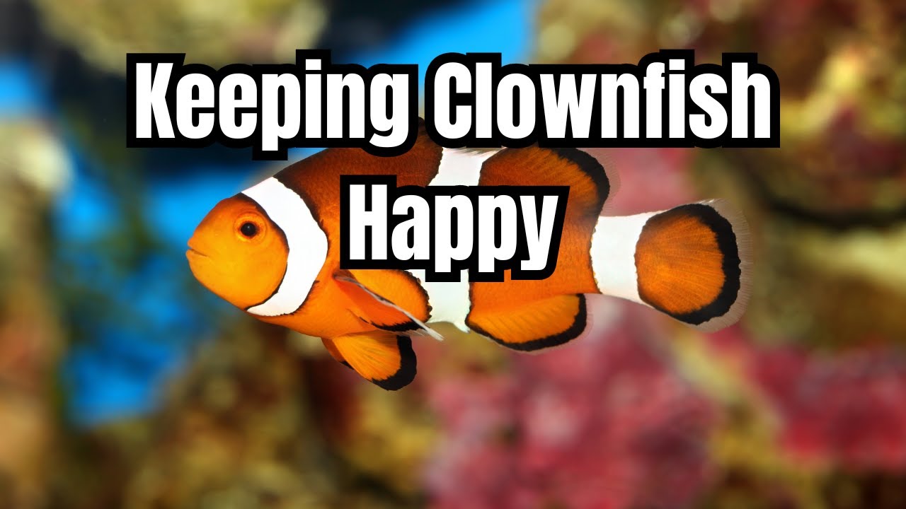 Clownfish Care Guide ๐ : Essential Tips for a Healthy, Happy Fish