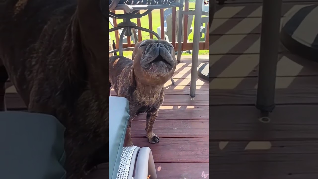 Hilarious French Bulldogs Compilation πΆ