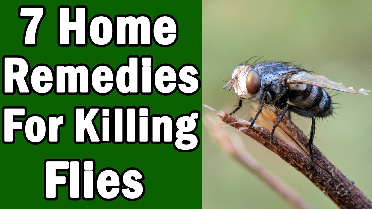 7 Natural Ways to Get Rid of House Flies 🪰