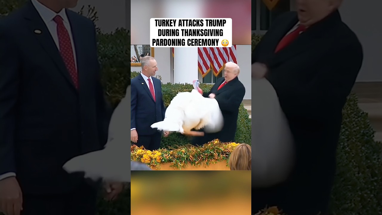 Turkey Gobble Attacks Trump at Thanksgiving 🍗