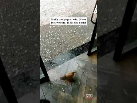 Smart Bird Seeks Shelter During Hail Storm #shorts