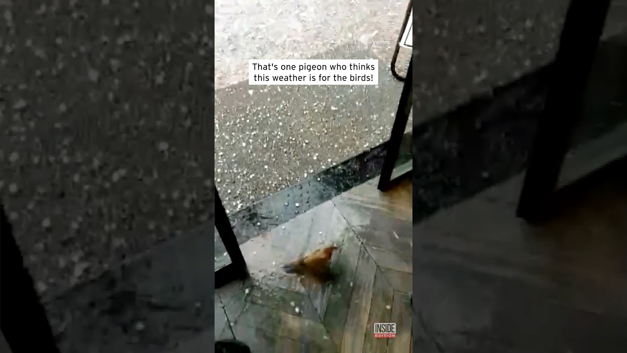 Smart Bird Seeks Shelter During Hail Storm #shorts