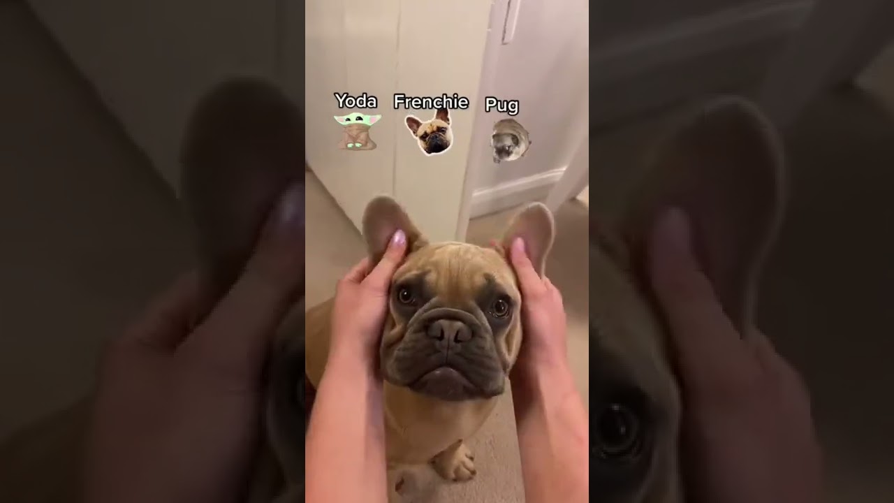 Yoda, Frenchie & Pug: Cute Dog Breeds ๐ถ