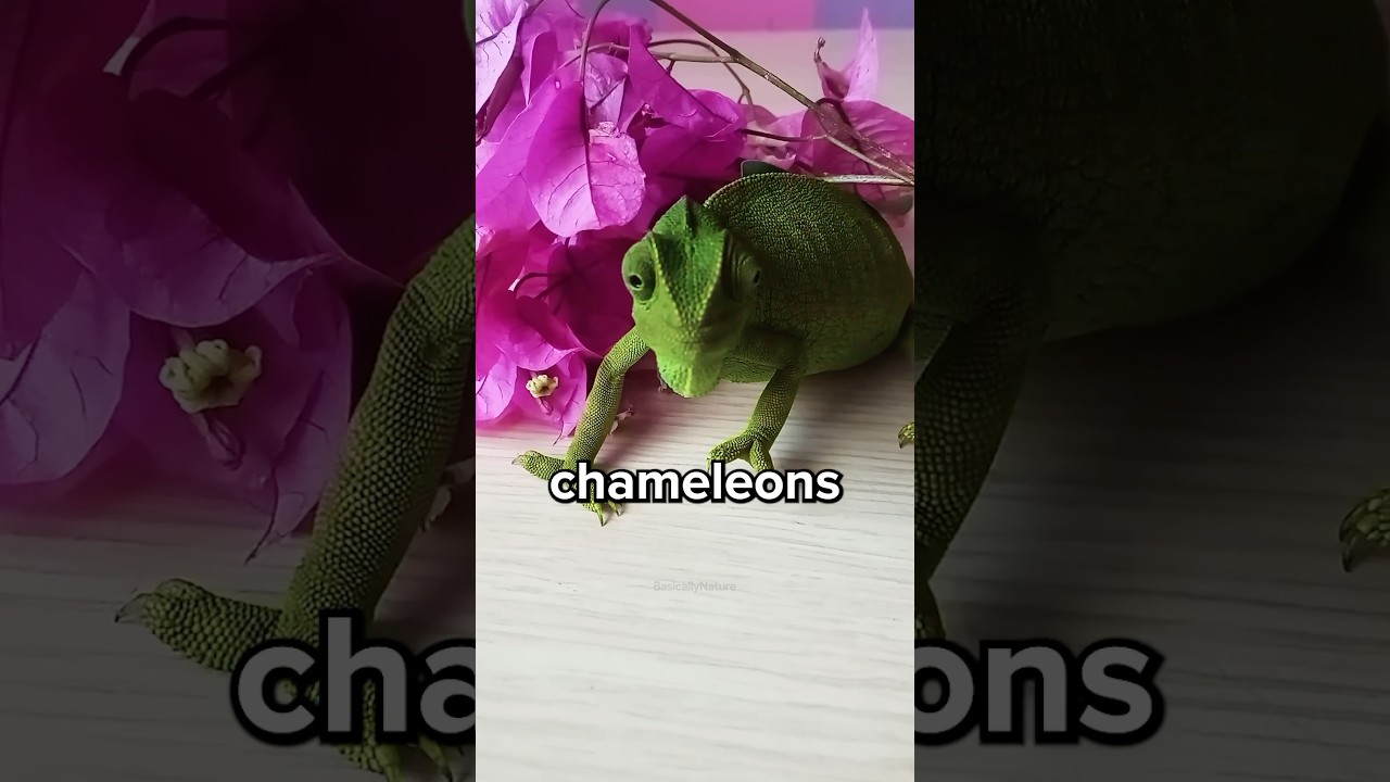 How Do Chameleons Change Color? 🦎