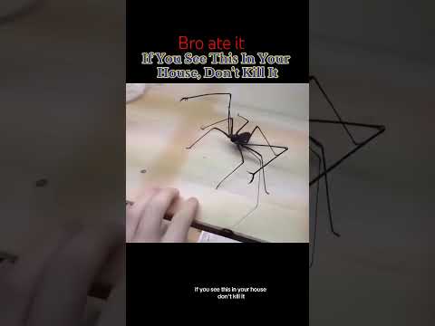 lel #trending #spider #scary #dontkill #shorts #fyp