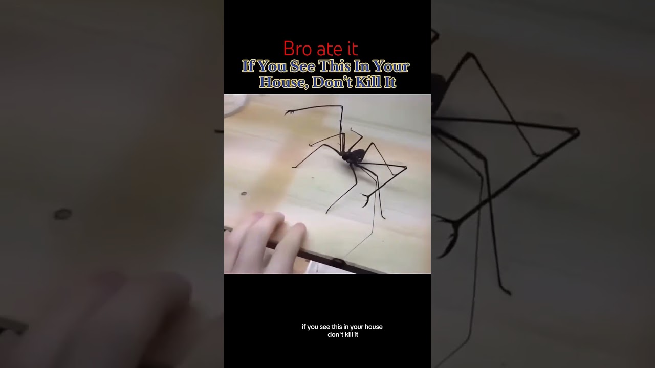 Spooky Spider Encounter 🕷️ – Don't Kill It!