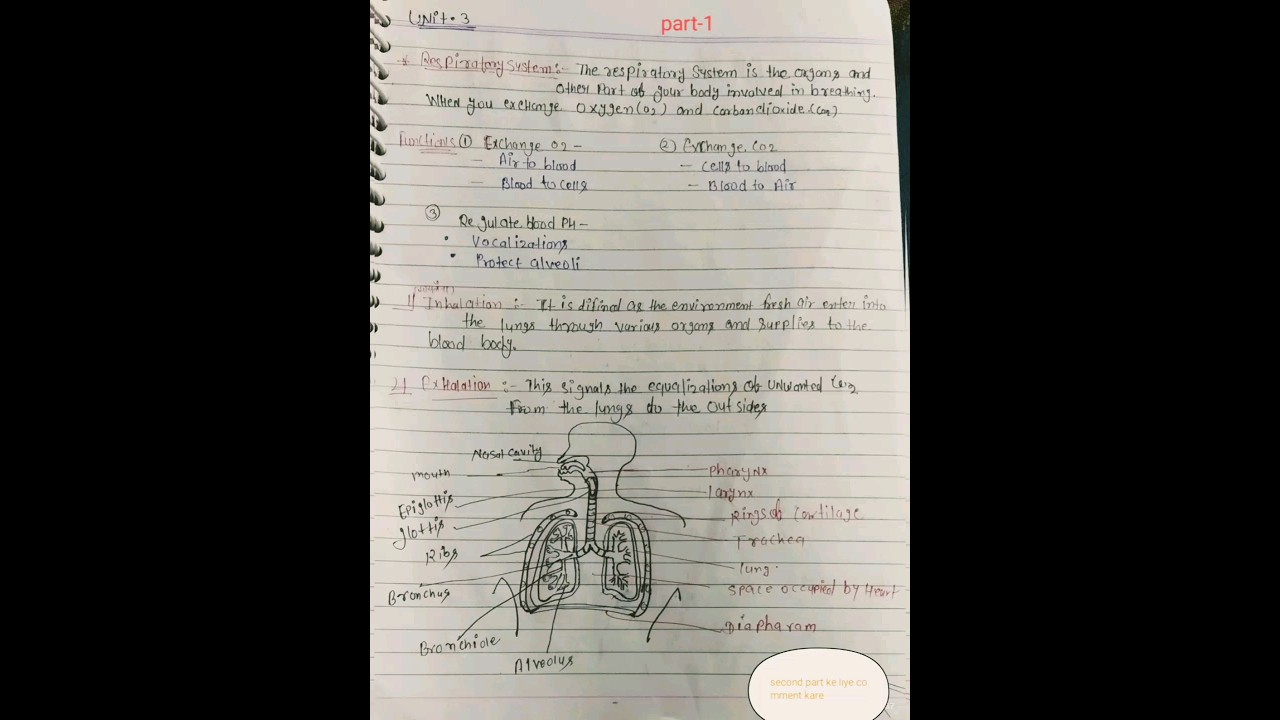 Human Respiratory System & Functions Explained π«
