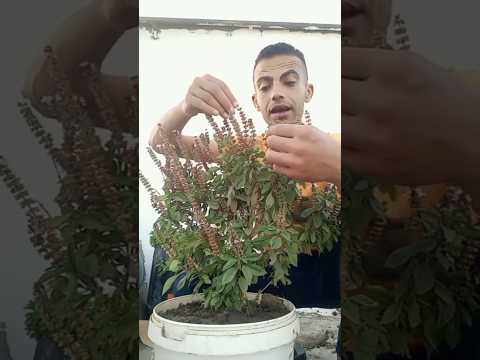 سر سيجعل شجره الريحان تنمو بسرعه الصاروخ وتعيش في منزلك لفتره طويله شاهد الان #ريحان #زراعة #نعناع