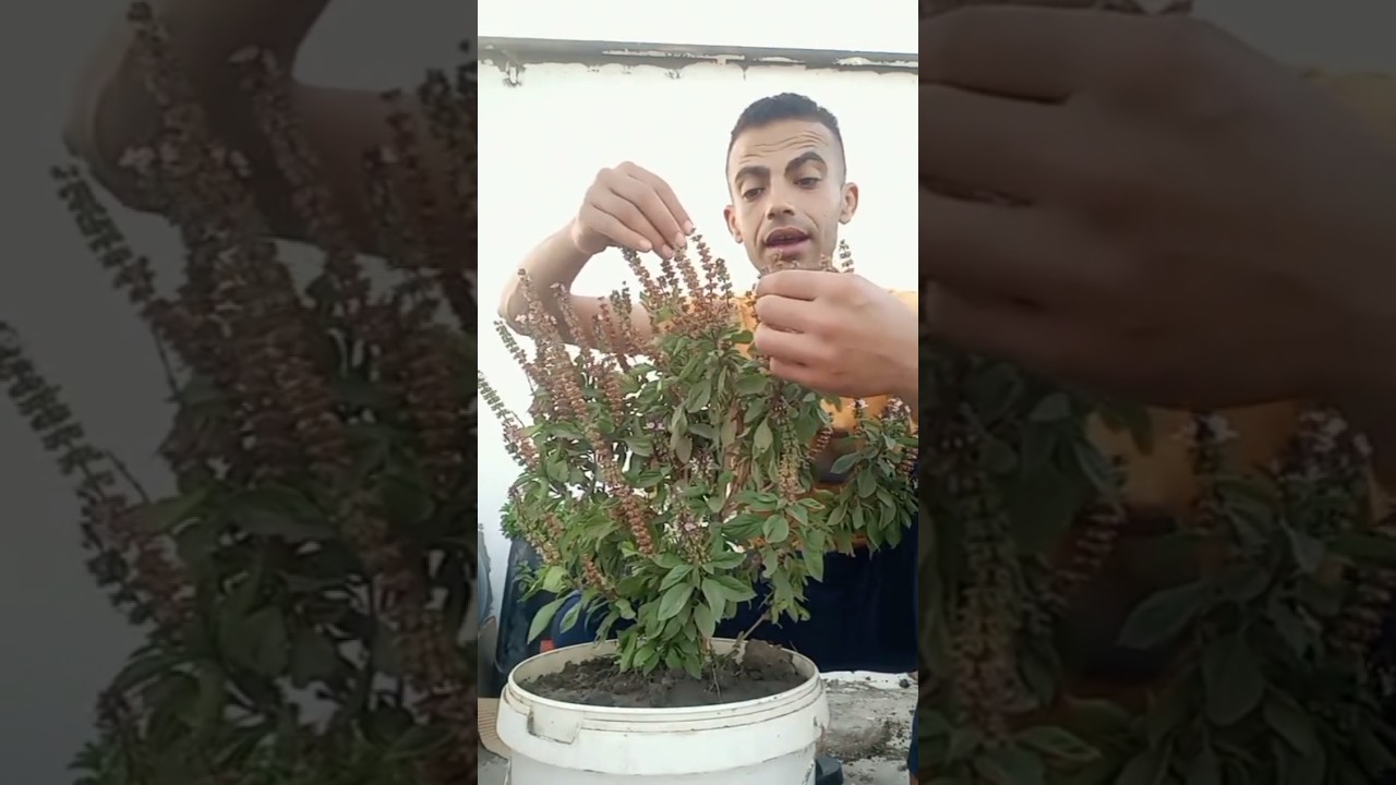 كيف تجعل شجرة الريحان تنمو بسرعة وتدوم طويلاً في منزلك 🌱