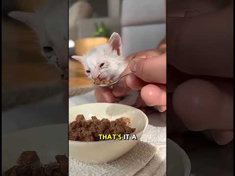 Rescue Miracle: Watch This Dying Kitten's Amazing Transformation 🐱✨