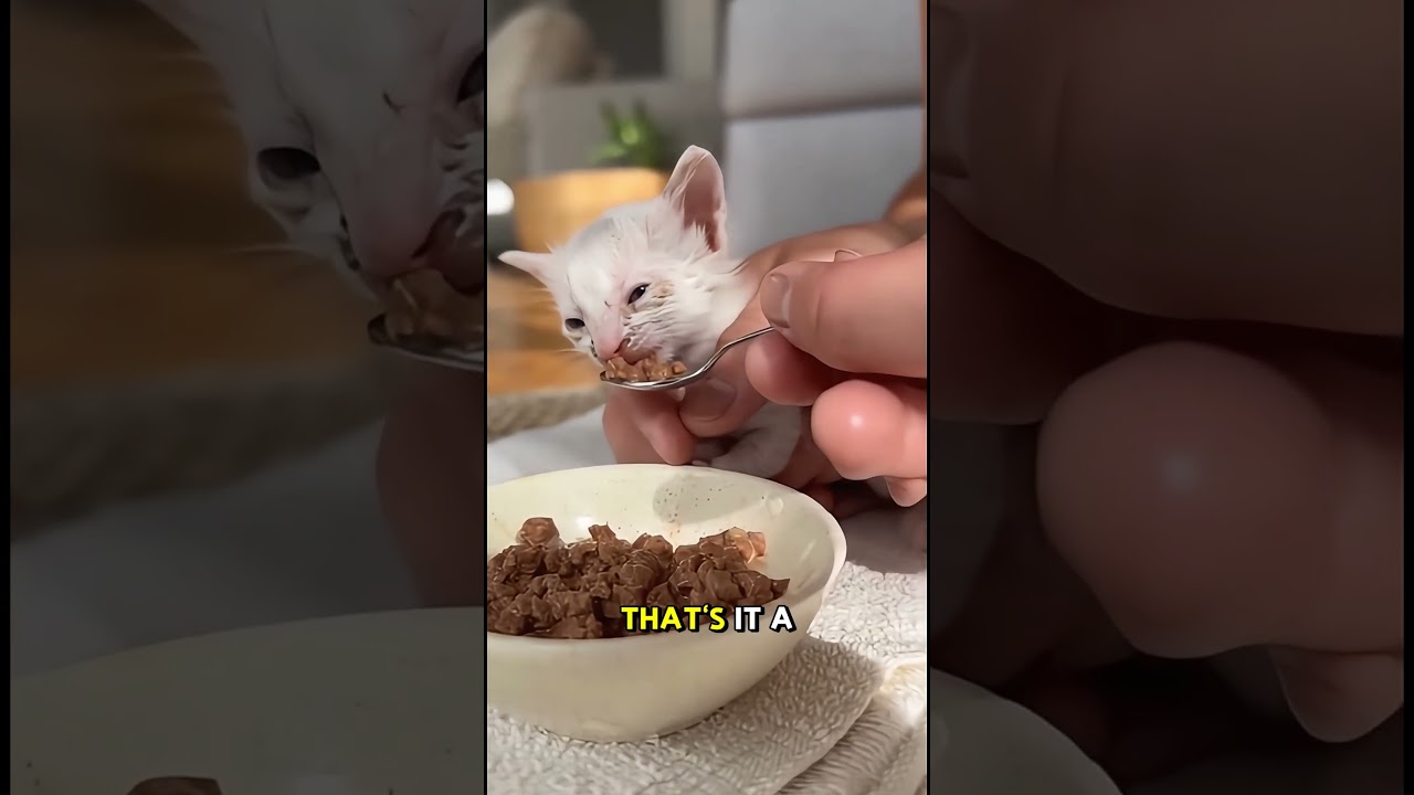 Rescue Miracle: Watch This Dying Kitten's Amazing Transformation 🐱✨