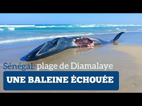 Une baleine morte échoué sur la plage de Diamalaye, Dakar