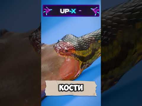 ПОЧЕМУ У ЗМЕИ ТАКОЙ БОЛЬШОЙ РОТ?