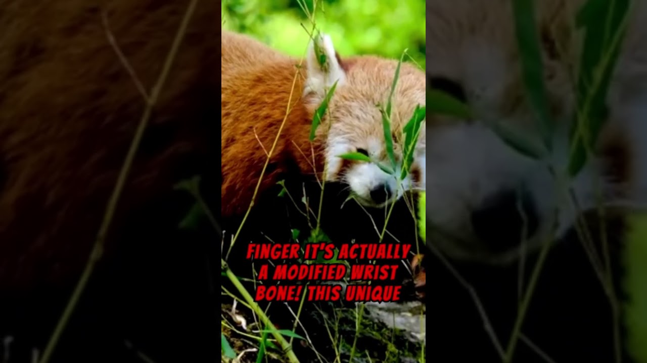 Pandas Have Unique Thumbs! 🐼