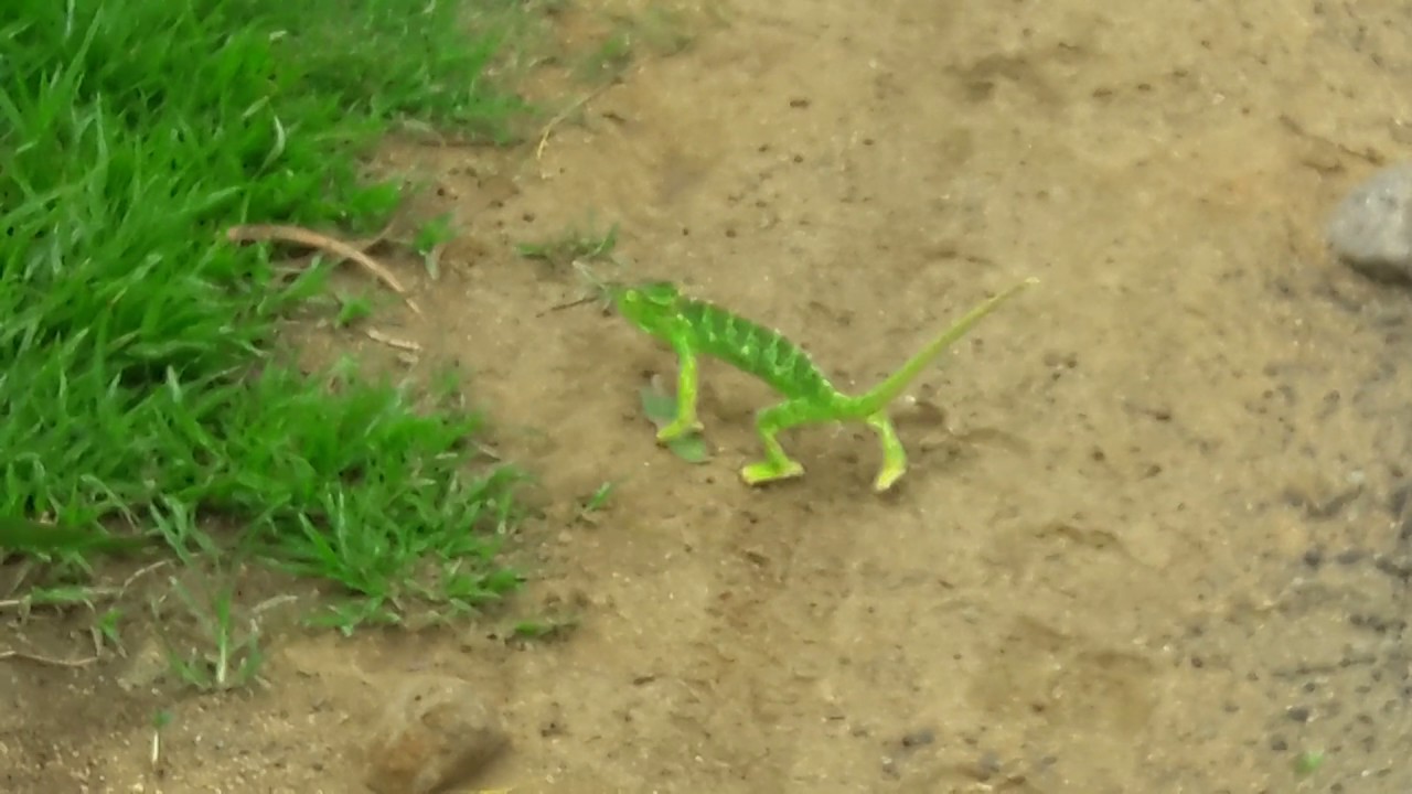 Amazing Chameleon Color Change 🦎