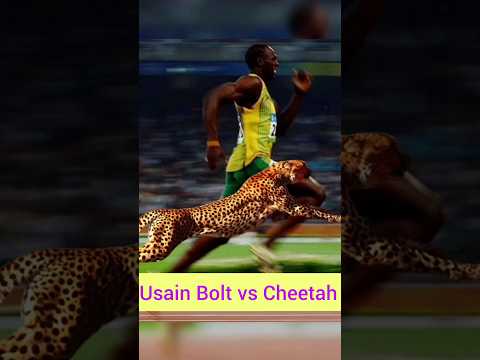 Usain Bolt vs Cheetah,sports, Olympic