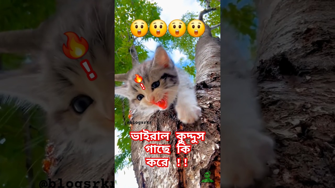 ভাইরাল কুদ্দুস এখন গাছের উপর 🌳