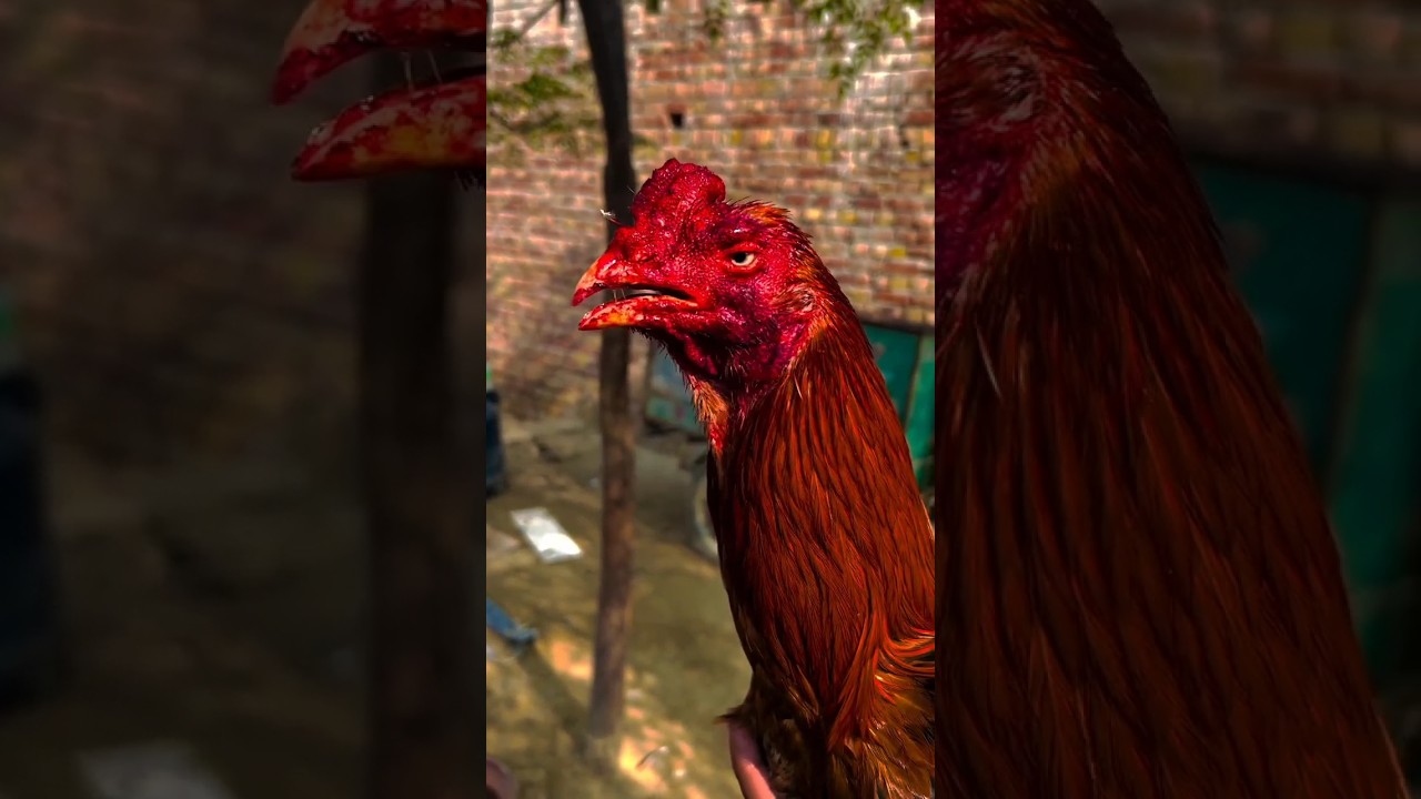 Aseel Rooster Fight π₯ | Short Video from Mianwali