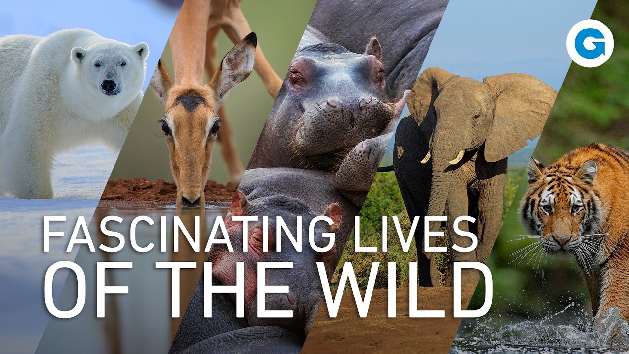 Nature’s Marvels: Elephants, Hippos & Rhinos, Antelopes, Bears and Cats | Extra Long Documentary
