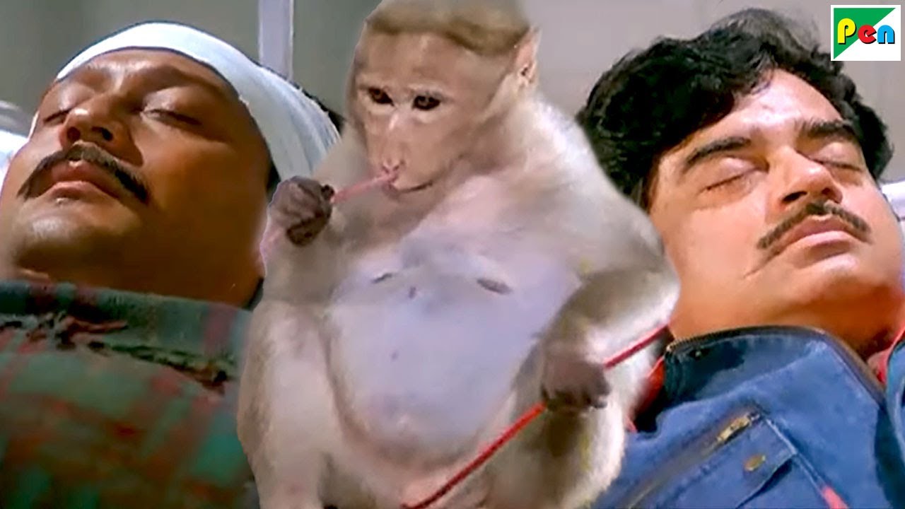 बंदर ने खून देकर 2 लोगों की जान बचाई 🐒