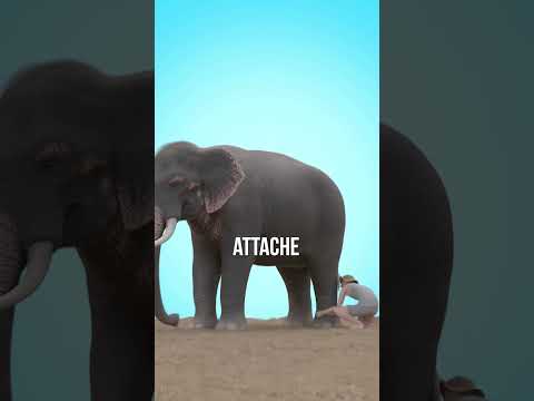 Cette corde contre les Ă©lĂ©phants đ CrĂ©dit : Zack D Films