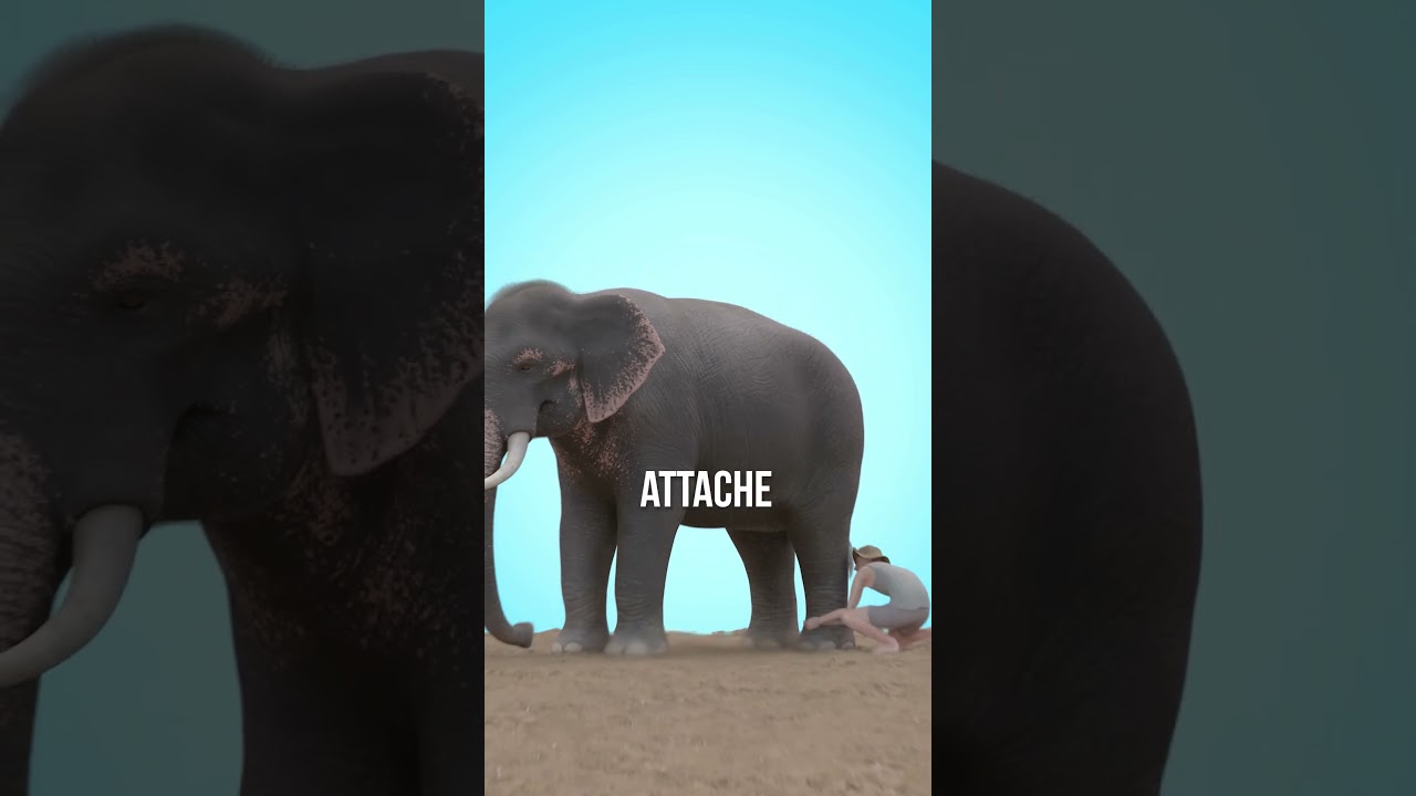 Corde utilisée contre des éléphants 🐘