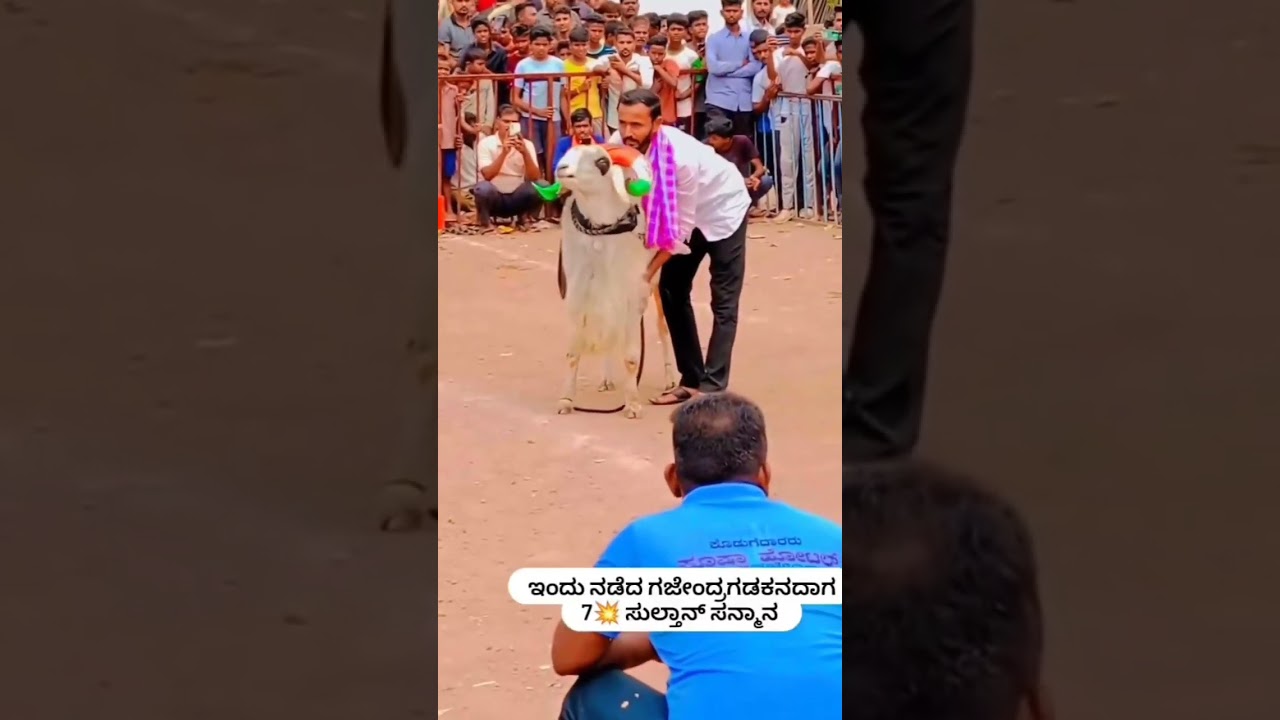 7-Star Sultan: A Regal Masterpiece