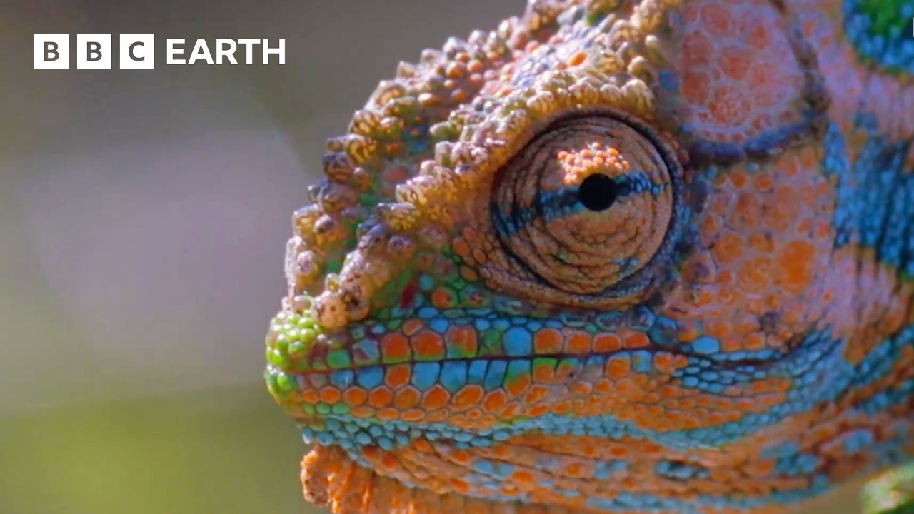 Nature's Wonders with David Attenborough 🌿