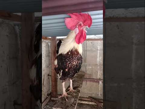 🐓صياح ديك بصوت عالي 🐓#animals #duck #sound #chicken #egg #farming #funny #shorts #shortvideo