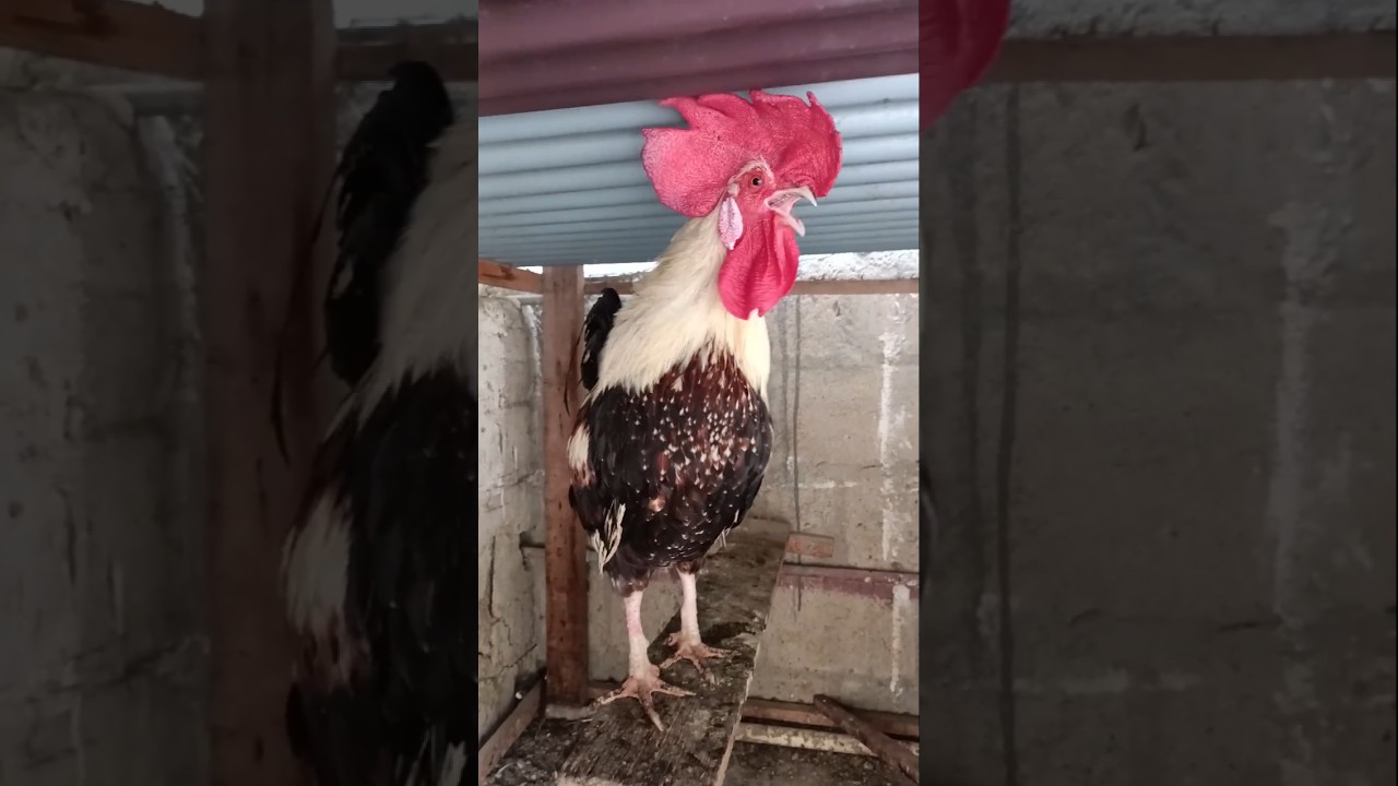 هل سمعت صياح الديك العالي؟ 🐓 لحظة مضحكة من المزرعة!