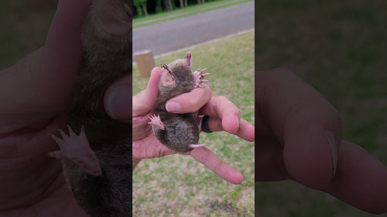 First Time Seeing a Mole in Person πΎ