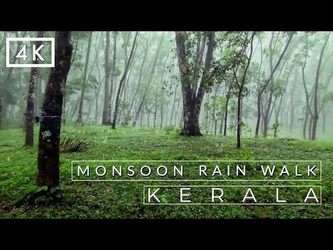 Experience Heavy Monsoon rain from Kerala | Relaxing ASMR Rain and thunder sounds for sleep