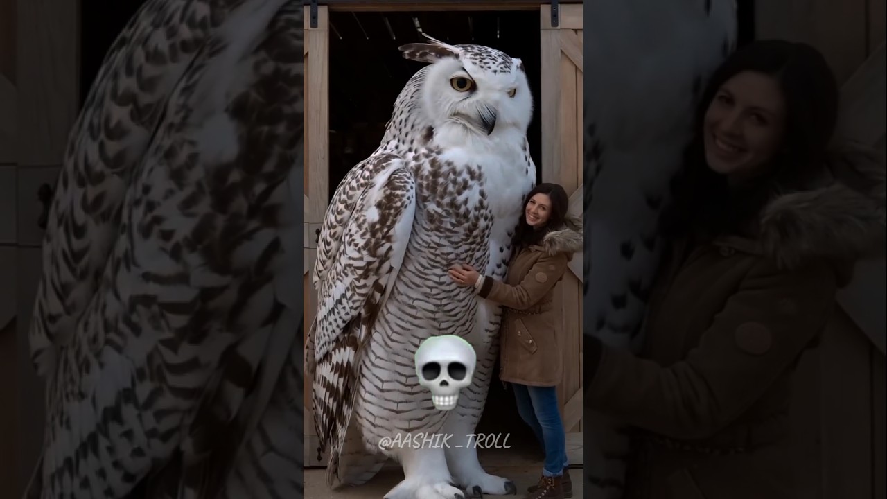 Birds Version 🐦 Trolling Meme