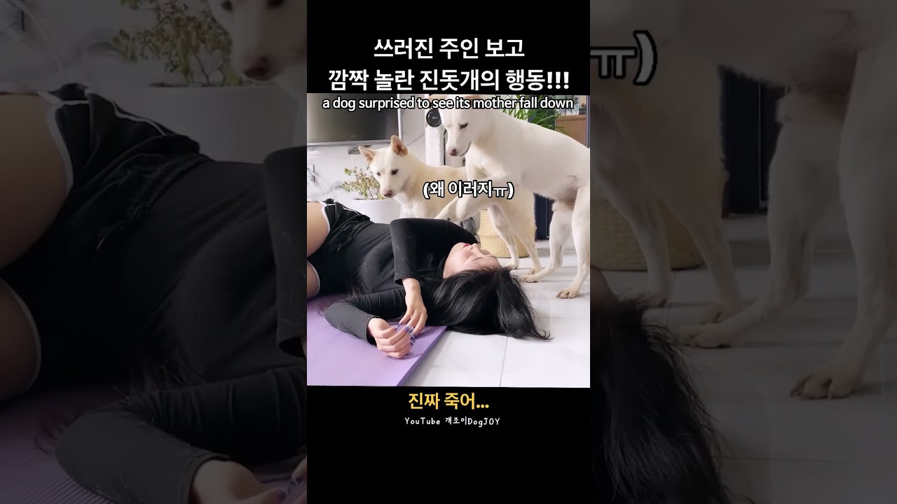진돗개, 쓰러진 주인에 깜짝 놀라 🐶