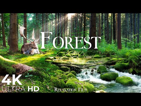 Forest World 4K • Nature Sounds Relaxation Film with Deep Peaceful Music | Ultra HD Video