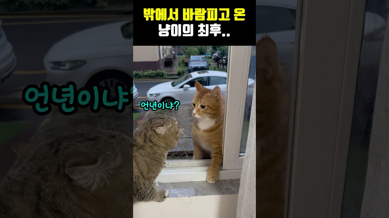 밖에서 바람핀 냥이의 최후 🐱