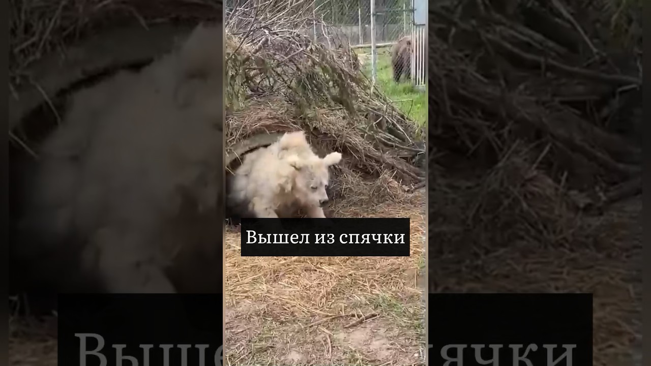Медведь проснулся после спячки 🐻