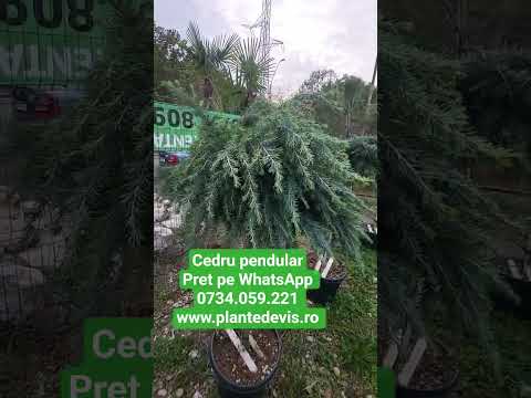 Cedru pendula rPret pe WhatsApp 0734.059.221 www.plantedevis.ro