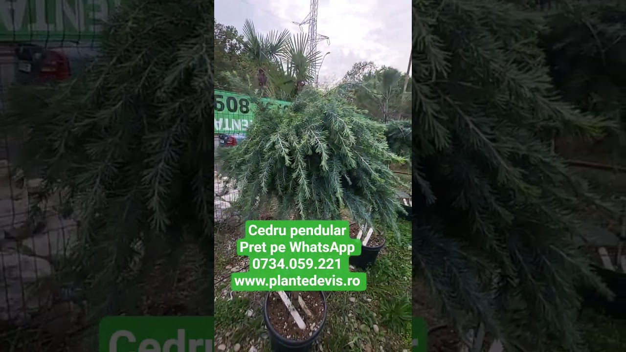 Cedru Pendula pe WhatsApp & Livrare Națională 🌳 | Plantedevis.ro
