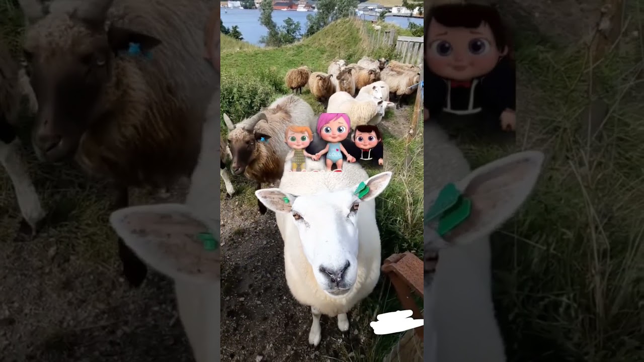 لولو تتحول إلى راعي غنم بطريقة مضحكة! 😂🔥