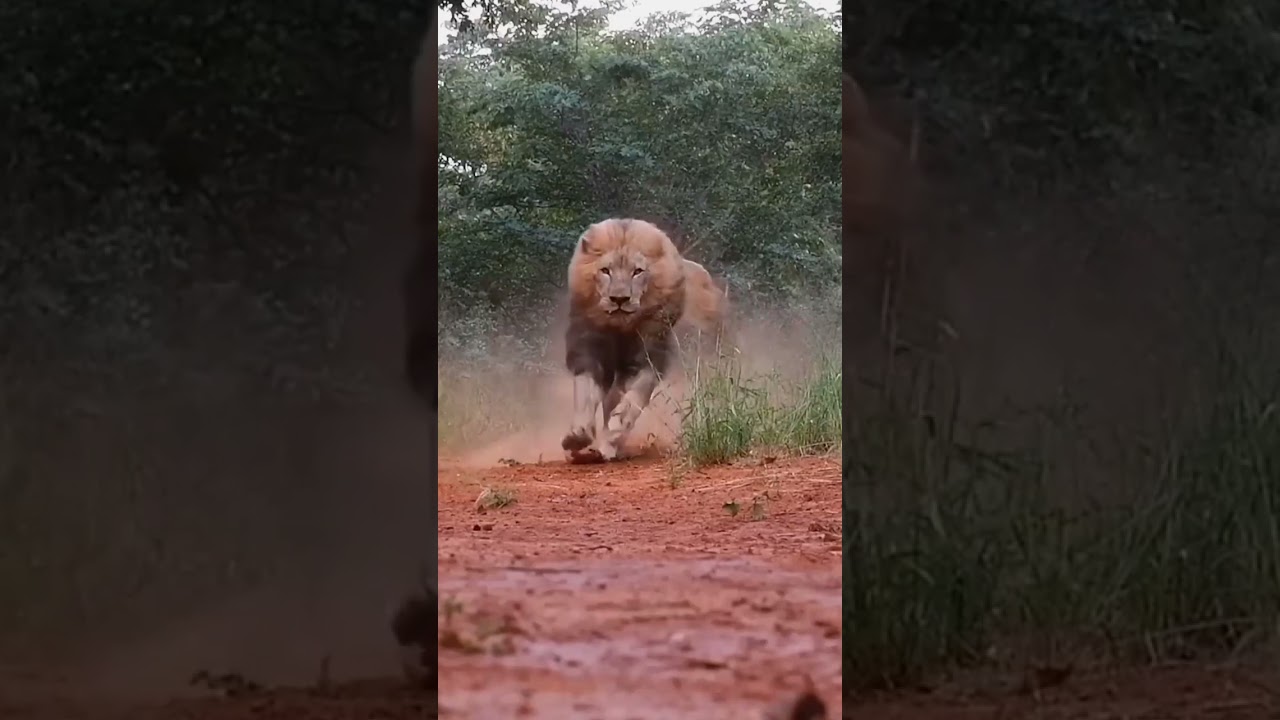 Baber Share: Viral Short Video on YouTube Shorts 🎥