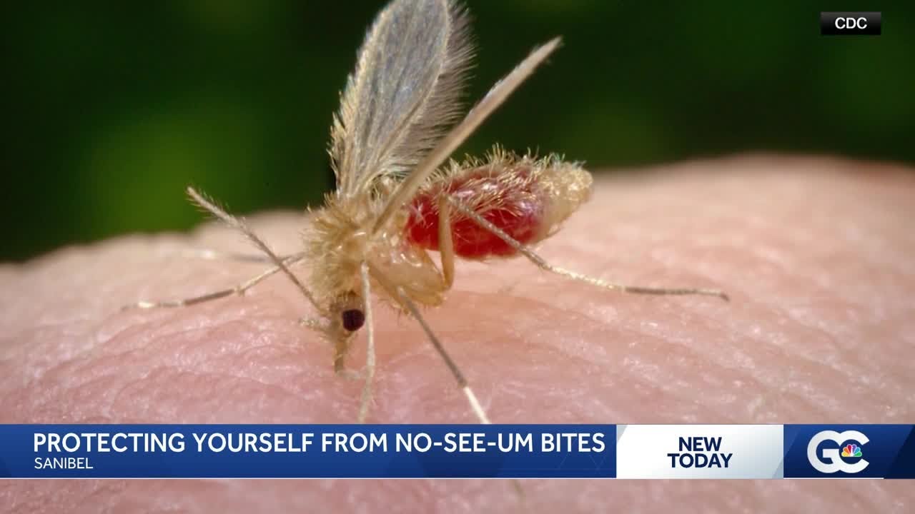 No-see-ums Cause Itching in Fort Myers 🦟