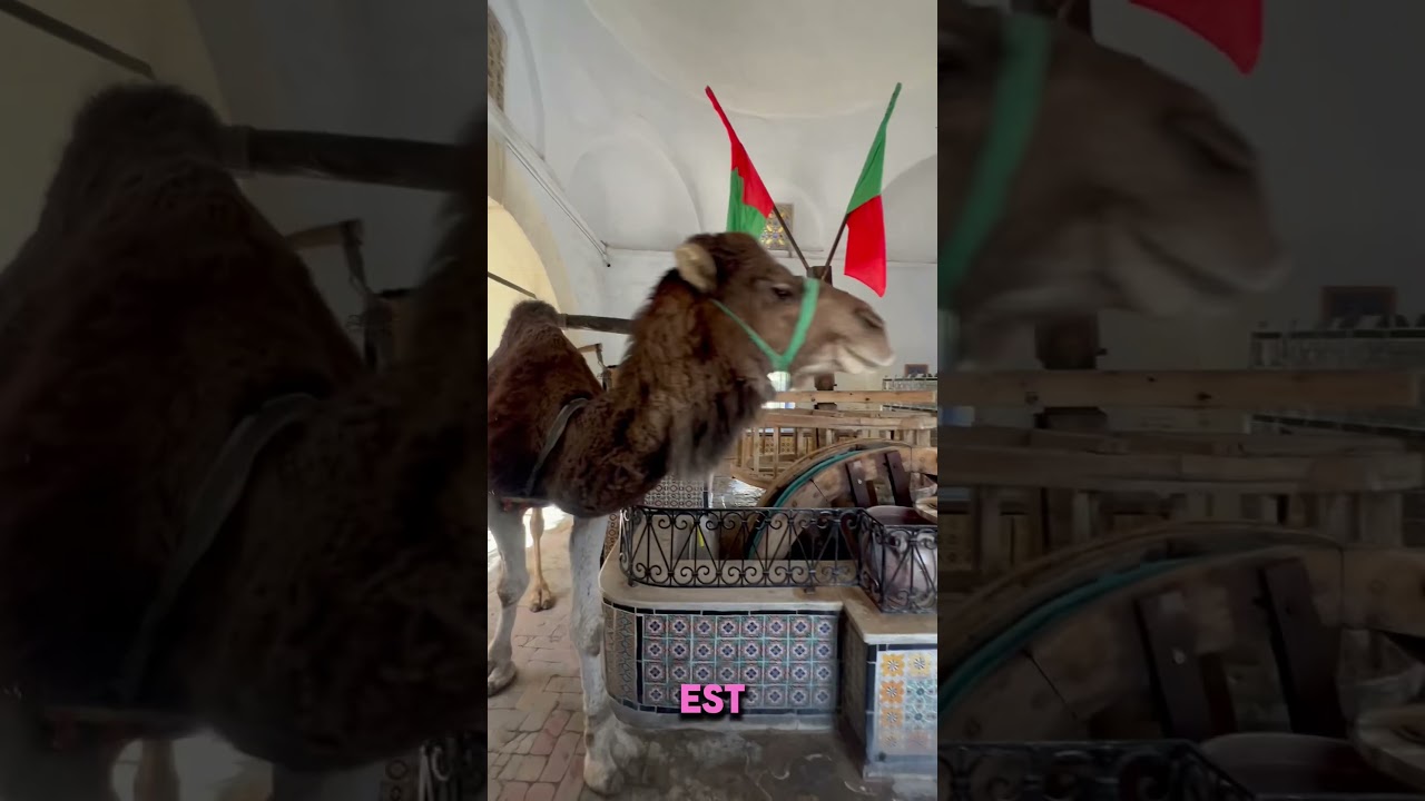 Discover Monastir 🇹🇳 - Part 2 of Our Tunisian Adventure!