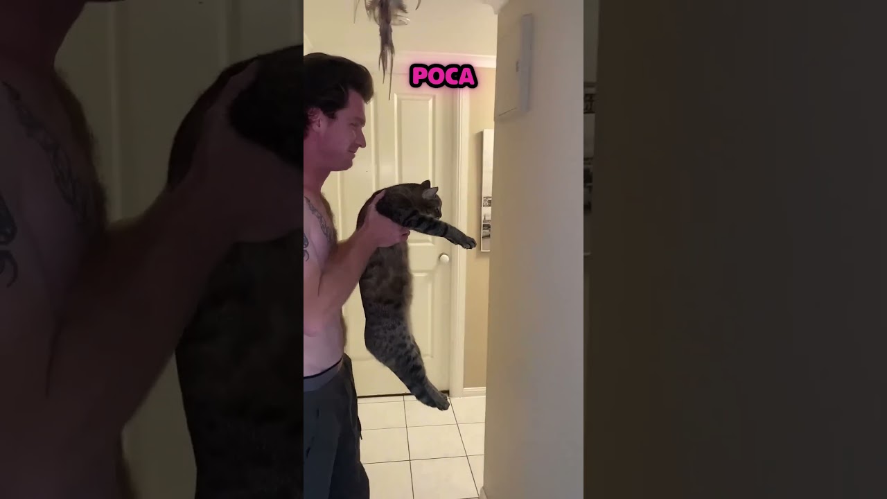 Chicos realizan test de inteligencia a sus gatos mediante reacción frente a una pared