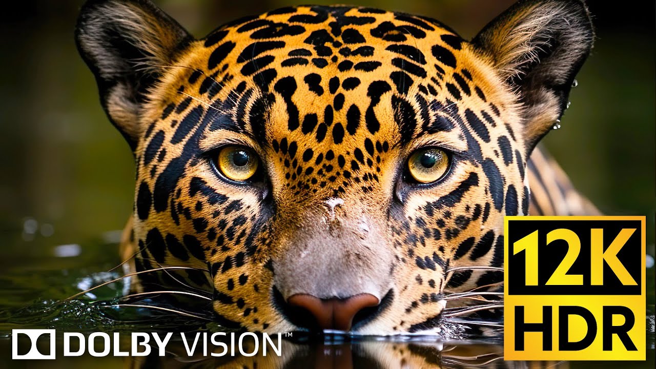 Dolby Vision Wildlife in 12K HDR 120fps — Extreme Colors in 2024